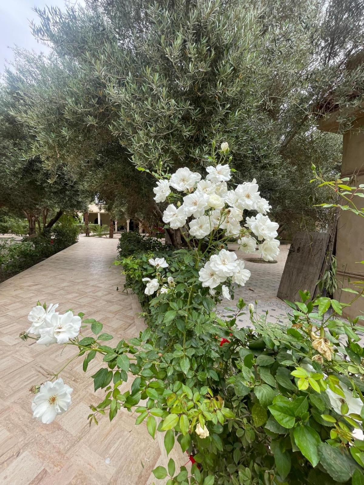 Riad Le Jasmin 타라우단트 외부 사진